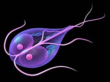 Parasiten, Würmer, Candida, Parasitenkur, Parasitenreinigung, Wurmkur bei Menschen, Hefepilz, Reinigung von innen, Burn Out, Burn Out Symptome, Zuckerunverträglichkeit, Nahrungsmittelunverträglichkeit