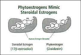 Phytoöstrogen, Hormone, Klimakterium, Phytoöstrogen besetzt Rezeptor, Phytoästrogen keine hormonelle Wirkung