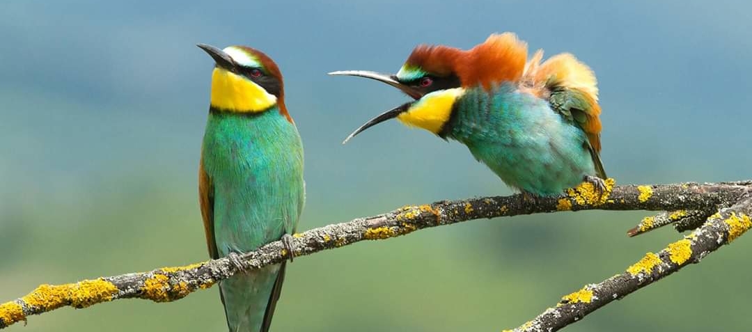 heuchelei erkannt, gegenangriff